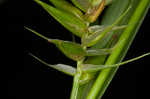 Northern long sedge